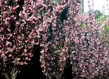 Spring in Baku. Azerbaijan, Baku, 20 apr. 2016